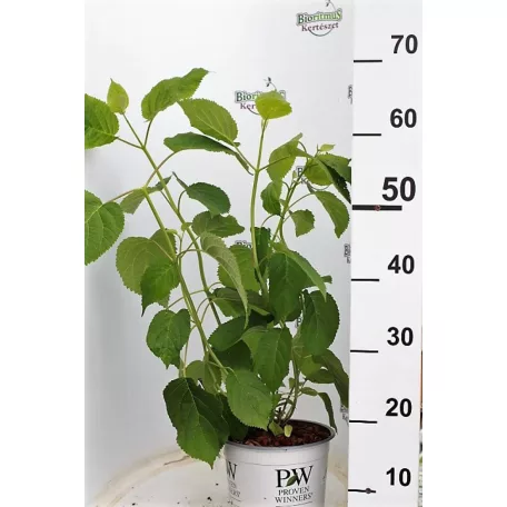 Cserjés hortenzia Hydrangea arb. Strong Annabelle