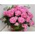 Kerti hortenzia Hydrangea macrophylla Early Blue Pink 55cm