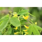 Hosszúfürtű aranyeső Laburnum watereri 'Vossii'