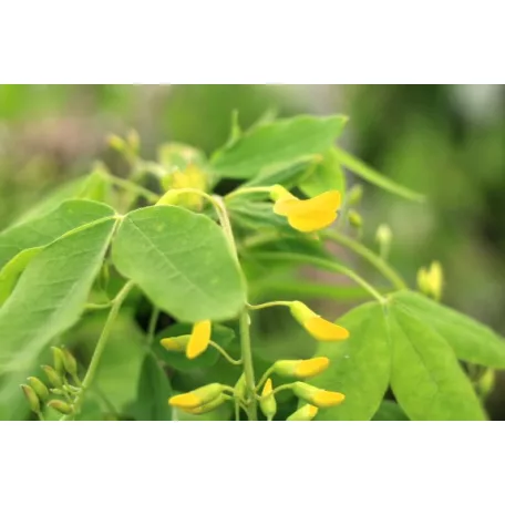 Hosszúfürtű aranyeső Laburnum watereri 'Vossii'