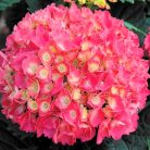 Világos rózsaszín kerti Hortenzia Hydrangea m. Schöne Bautzuerin