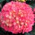 Világos rózsaszín kerti Hortenzia Hydrangea m. Schöne Bautzuerin