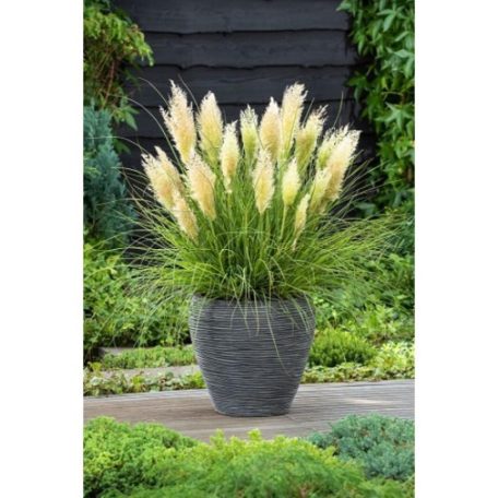 Törpe növésű pampafű Cortaderia selloana 'Tiny Pampa'  50-55 cm