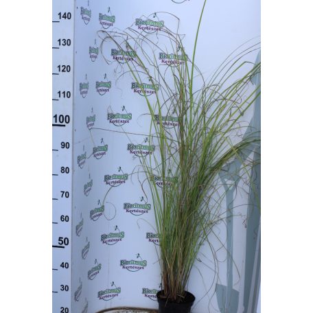 Japán díszfű Miscanthus sinensis Gracillimus