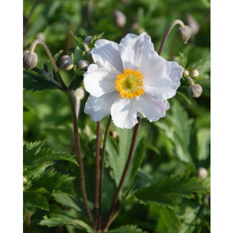 Szellőrózsa Anemone hybrida 'Ruffled Swan'