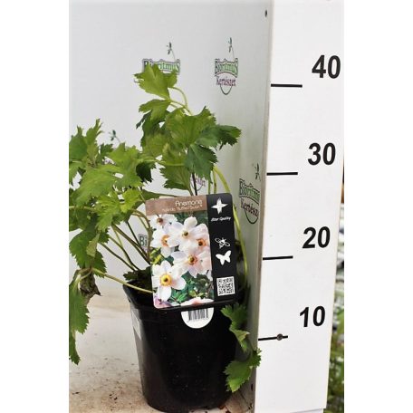 Szellőrózsa Anemone hybrida 'Ruffled Swan'