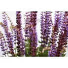 Ligeti zsálya Salvia nemorosa 'Ostfriesland'