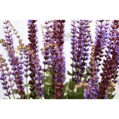 Ligeti zsálya Salvia nemorosa 'Ostfriesland'