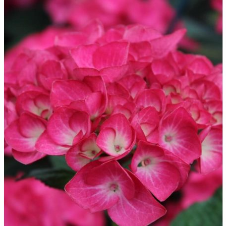 Kerti hortenzia Hydrangea macrophylla 'Red Angel'