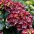 Bordó kerti hortenzia Hydrangea macr. Burning Hot 'Royalty Collection