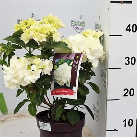Fehér virágú kerti hortenzia Hydrangea macrophylla 'Schneeball' 25/+cm