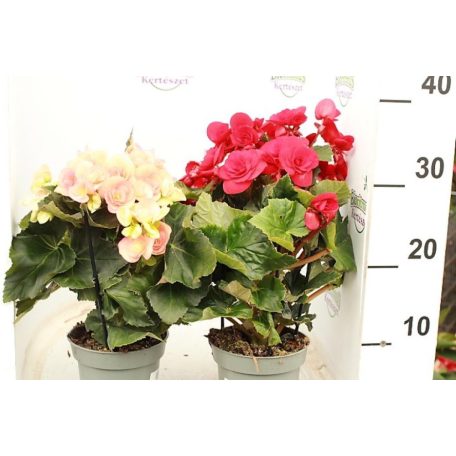 Sudár begónia Begonia Elatior mix