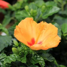 Hibiszkusz Hibiscus rosa-sinensis Sunny mix