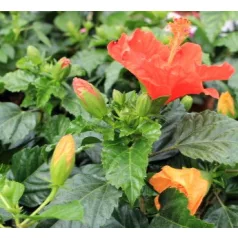 Hibiszkusz Hibiscus rosa-sinensis Sunny mix