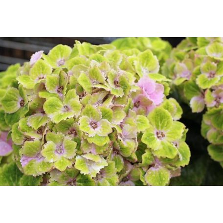 Kerti hortenzia Hydrangea macrophylla Rembrandt Vibe