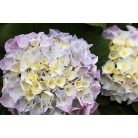 Kerti hortenzia Hydrangea macrophylla Fabolo Blue