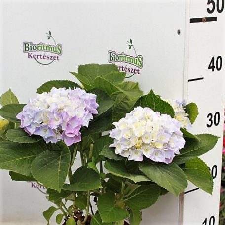 Kerti hortenzia Hydrangea macrophylla Fabolo Blue