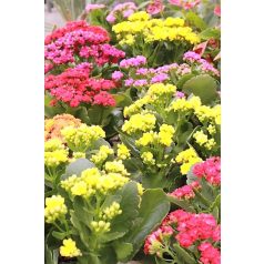 Tömött korallvirág Kalanchoe Mix