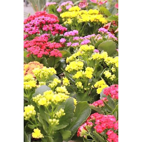 Tömött korallvirág Kalanchoe Mix