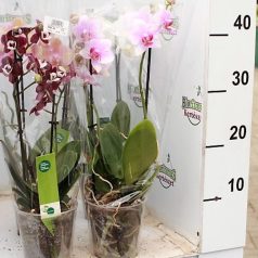 Lepkeorchidea Phalaenopsis mix 2 stem