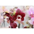 Lepkeorchidea Orchidea Phalaenopsis mix 2 stem