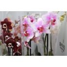 Lepkeorchidea Orchidea Phalaenopsis mix 2 stem