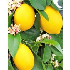 Citromfa nemes Citrus limon P20 cm