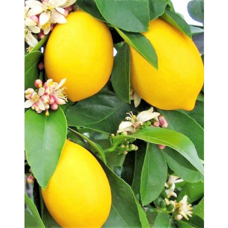 Citromfa nemes Citrus limon P20 cm