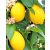 Citromfa nemes Citrus limon P20 cm