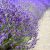 Angol levendula Lavandula ang. 'Essence Purple'