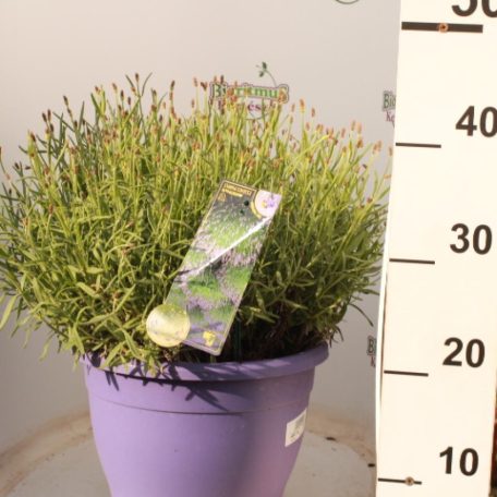 Angol levendula Lavandula ang. 'Essence Purple'
