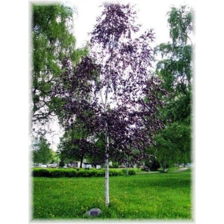 Bordó levelű nyírfa Betula pendula 'Purpurea'