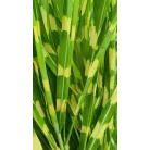 Zebrafű Miscanthus sinensis 'Strictus'