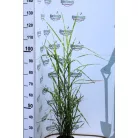 Zebrafű Miscanthus sinensis 'Strictus'
