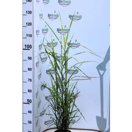 Zebrafű Miscanthus sinensis 'Strictus'