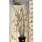 Kínai virágosnád japánfű Miscanthus sinensis 'Variegatus'