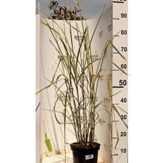   Kínai virágosnád japánfű Miscanthus sinensis 'Variegatus'