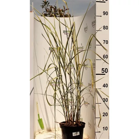 Kínai virágosnád japánfű Miscanthus sinensis 'Variegatus'