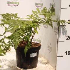 Erdei pajzsika Dryopteris filix-mas
