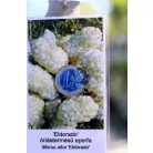 Fehér eperfa Morus alba 'Eldorado'