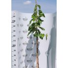 Fehér eperfa Morus alba 'Eldorado'