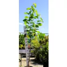 Fehér eperfa Morus alba 'Eldorado'