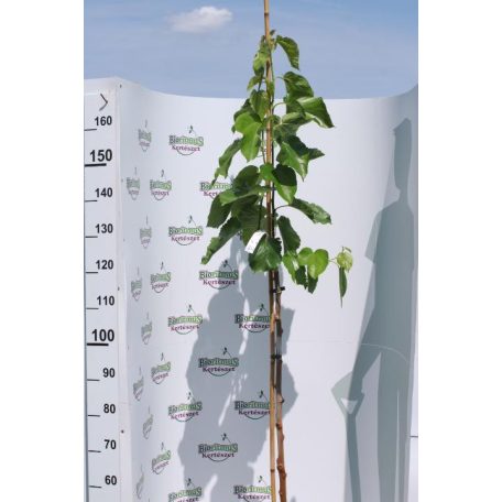 Fehér eperfa Morus alba 'Eldorado'