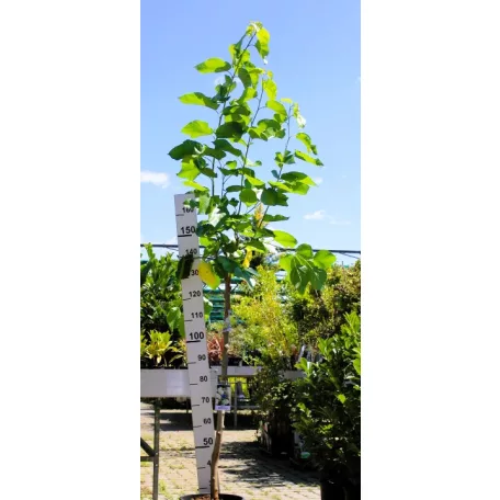 Fehér eperfa Morus alba 'Eldorado'