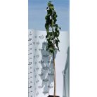 Szicíliai fekete eperfa Morus alba