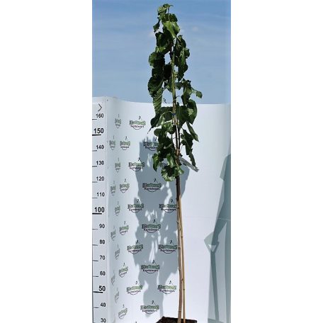 Szicíliai fekete eperfa Morus alba