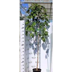 Szomorú, csüngő eperfa Morus alba Pendula