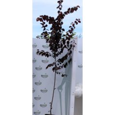 Vérszilva Prunus cerasifera 'Woodii'