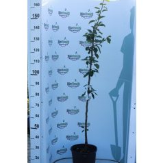 Ina Estival körte konténeres gyümölcsfa