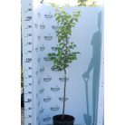 Crna kajszi konténeres gyümölcsfa